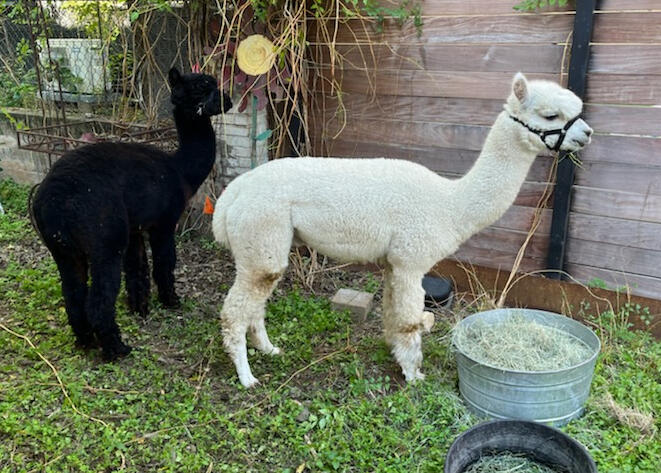 alpacas!
